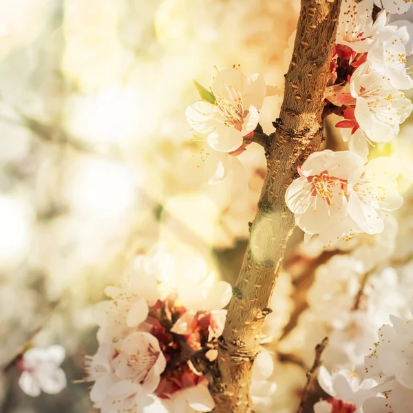 Cerisier en fleurs, Fleurs sur une branche, tonique — Photo