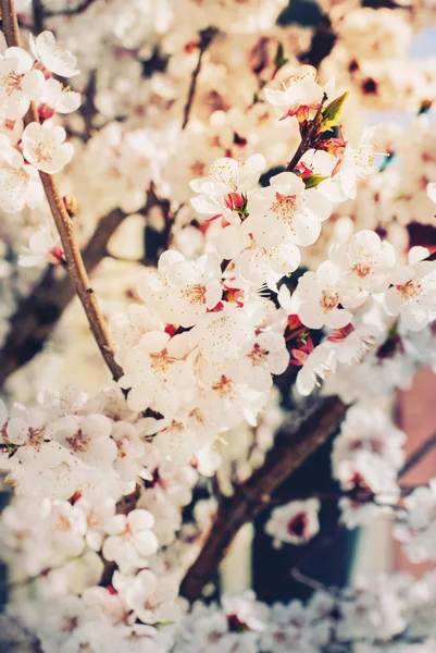 Branche avec fleurs blanches de cerise, tonique — Photo