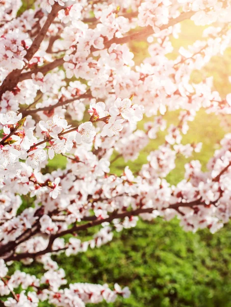 Arbre à fleurs printanières — Photo