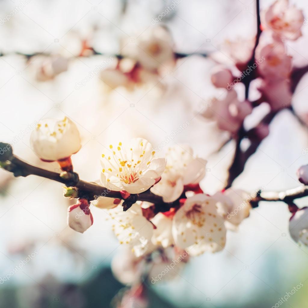 Spring Apricot blossoming