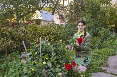 genç kadın dahlias sonbahar Bahçe keser.