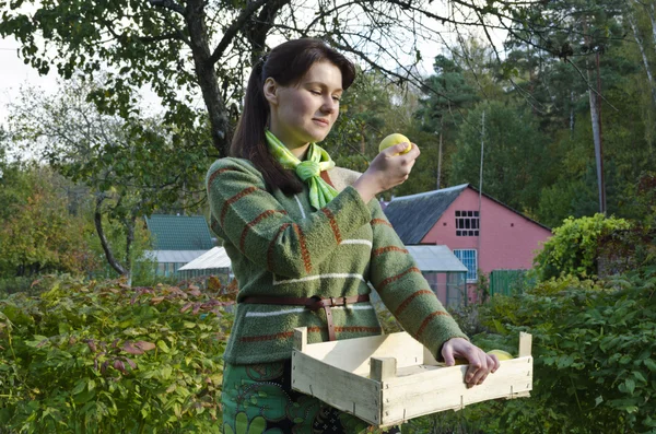 Mujer joven recogiendo y comiendo manzanas de invierno — Foto de Stock