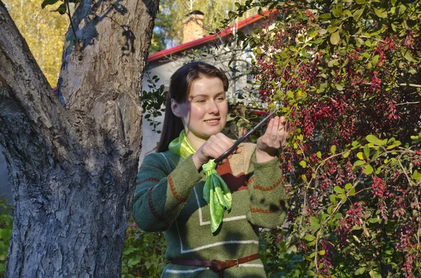 Giovane donna raccoglie di crespino in giardino — Foto Stock