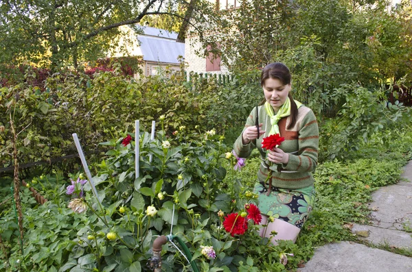 Genç kadın dahlias sonbahar Bahçe keser. — Stok fotoğraf