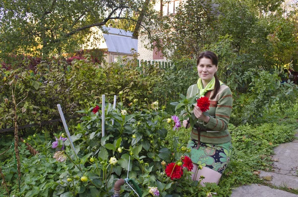 genç kadın dahlias sonbahar Bahçe keser.