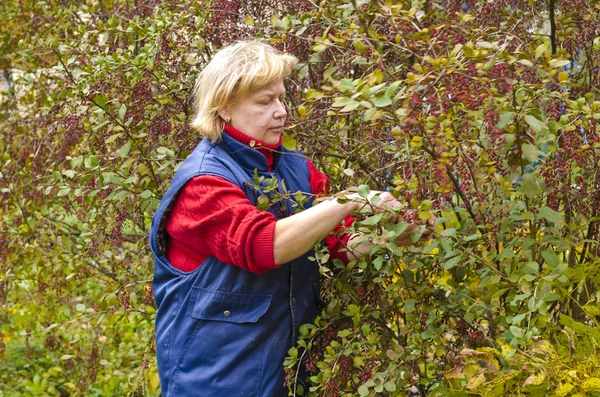 Vrouw in een tuin verzamelt Berberisfamilie — Stockfoto