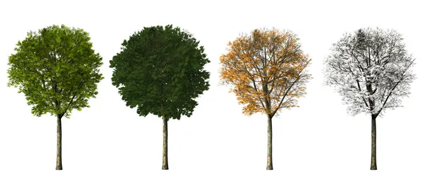 ağaç - dört mevsim