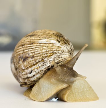 Dev salyangoz achatina - 25 santimetre örneği