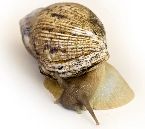 The giant snail Achatina - instance of 25 centimeters — Stock Photo, Image