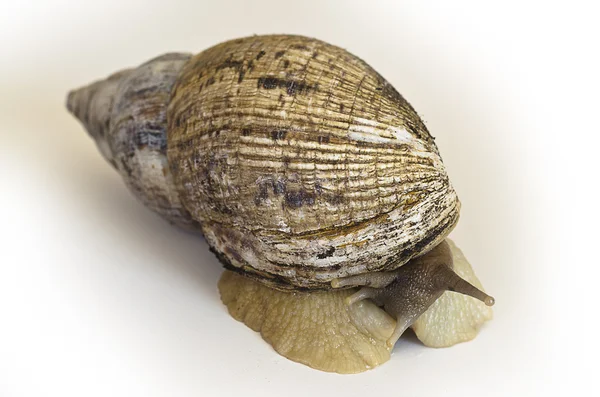 The giant snail Achatina - instance of 25 centimeters — Stock Photo, Image