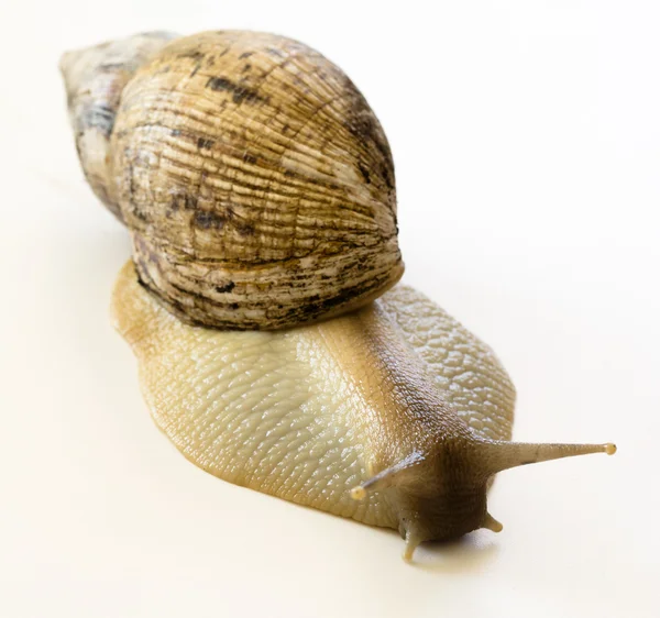 The giant snail Achatina - instance of 25 centimeters — Stock Photo, Image