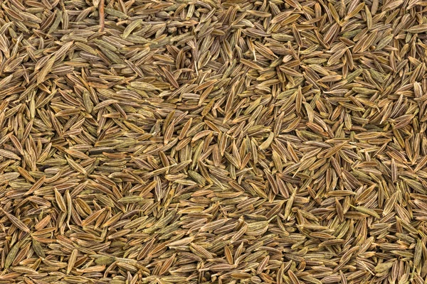 乾燥キャラウェー フルーツ (しばしばと呼ばれるキャラウェイ シードの種子) — ストック写真
