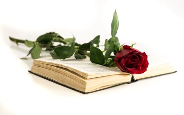 kırmızı gül açık bir kitap üzerinde yer alır.