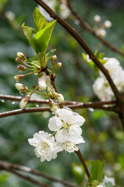 Snow fell on a blossoming cherry twig — Stock Photo, Image