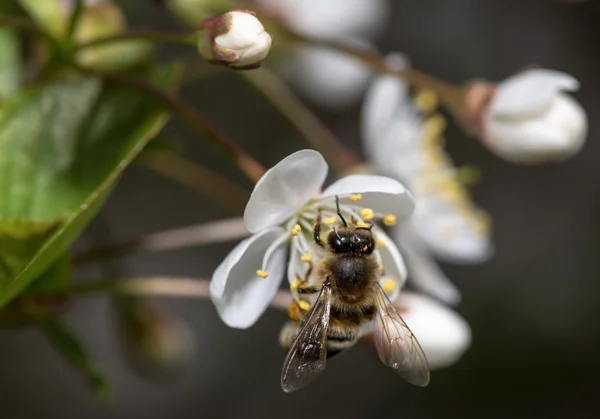 Bee collects nectar on the flowers of cherry — Stock Photo, Image