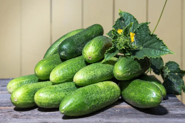 Fresh cucumbers collected in the garden — Stock Photo, Image