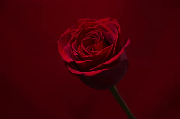 Червона троянда - червоний фон — стокове фото