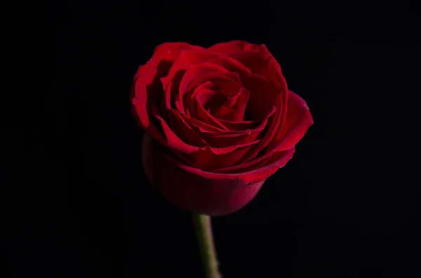Red rose black background Stock Photos, Royalty Free Red rose black background Images | Depositphotos Red rose black background Stock Photos, Royalty Free Red rose black background Images | Depositphotos