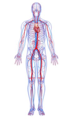 Full body circulatory system with highlighted heart clipart