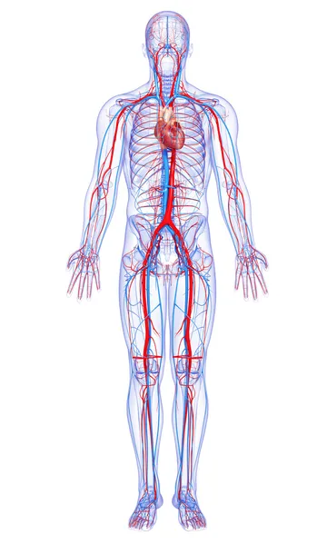 Full body circulatory system with highlighted heart — Stock Photo, Image