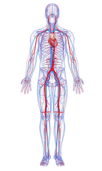 Full body circulatory system with highlighted heart