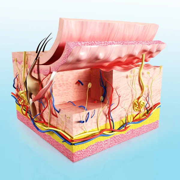 Diagrama de corte de piel humana —  Fotos de Stock