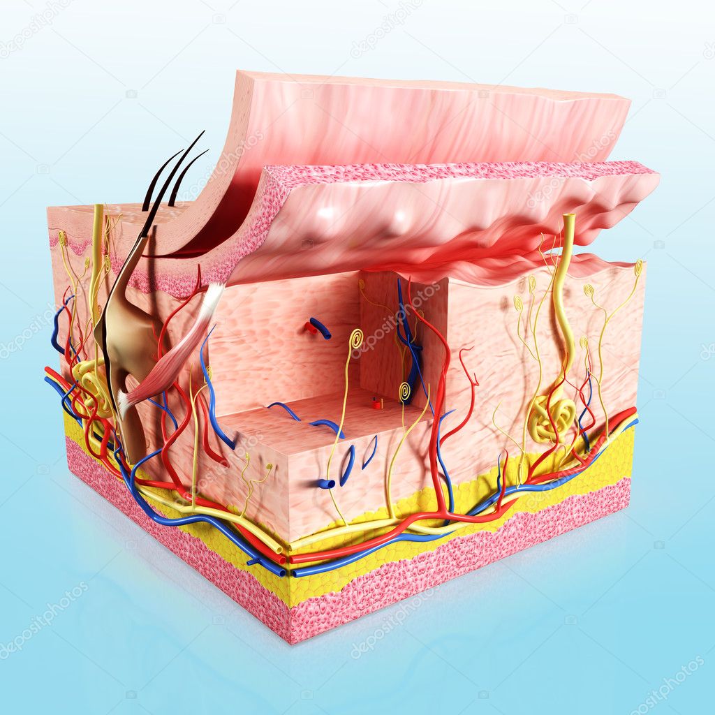 3d rendered illustration of Human skin cut way diagram