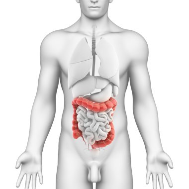kolon erkek sindirim sistemi anatomisi