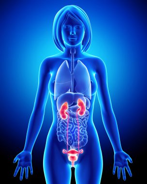 Mavi x-ışını döngü içinde kadın böbrek anatomisi