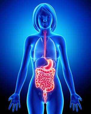 Female digestive system clipart