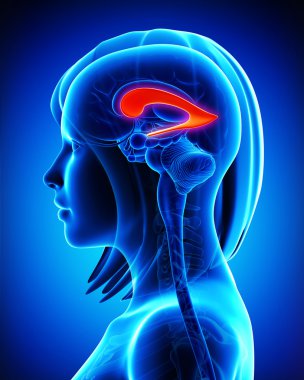 lateral ventrikül beyin anatomisi