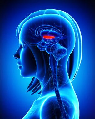 Anatomi beyin globus pallidus, medial, l-çapraz bölüm