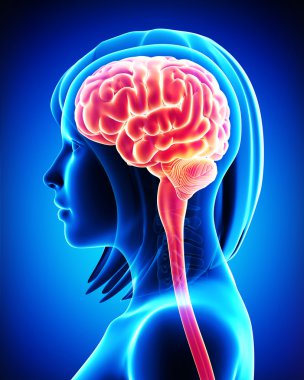 beyin anatomisi kesiti mavi