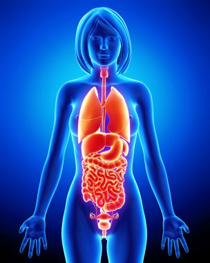 x-ray kadın vücudunun iç organlar