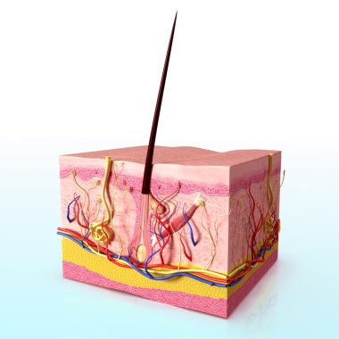saç folicle anatomi