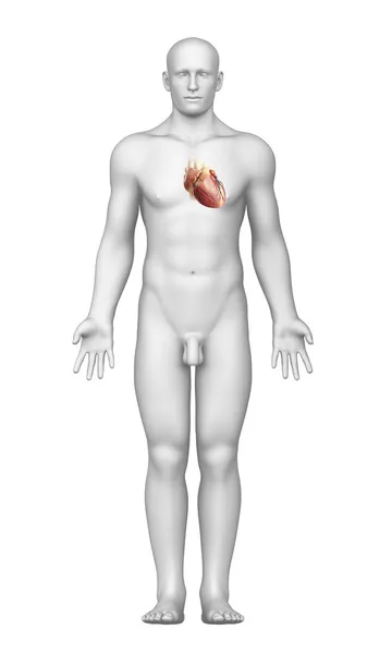 Widok wnętrza serca z męskiego ciała — Zdjęcie stockowe