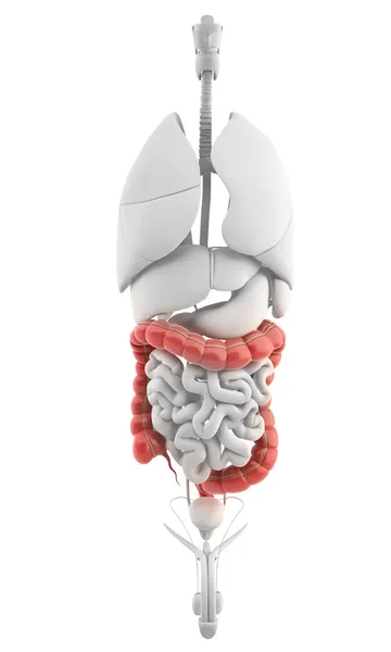 Anatomie du côlon mâle - système digestif — Photo