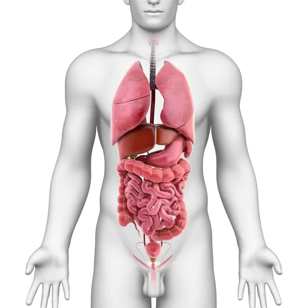 Apparato digerente e respiratorio maschile — Foto Stock