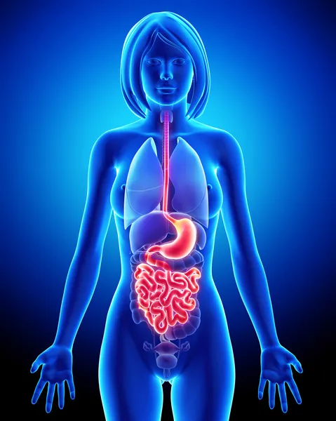 Sistema digestivo femenino —  Fotos de Stock