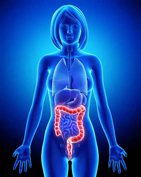 Anatomía femenina - sistema digestivo — Foto de Stock