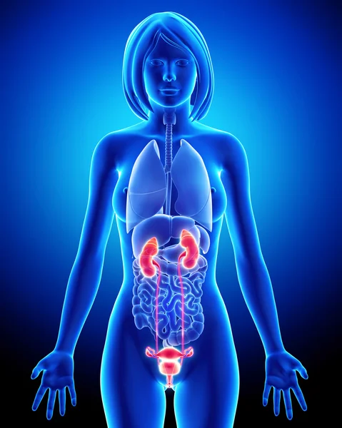 Anatomía renal femenina en asa de rayos X azul — Foto de Stock