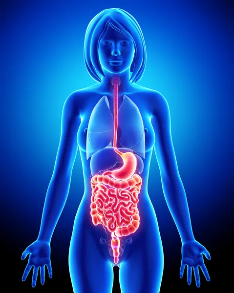 Female digestive system — Stock Photo, Image