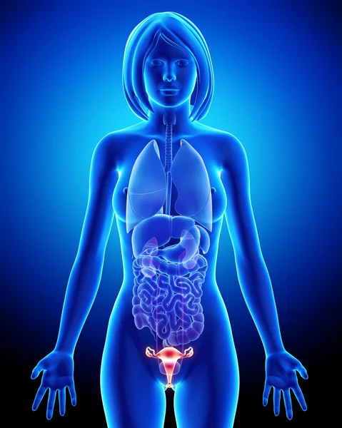 Female bladder anatomy in blue x-ray loop — Stock Photo, Image