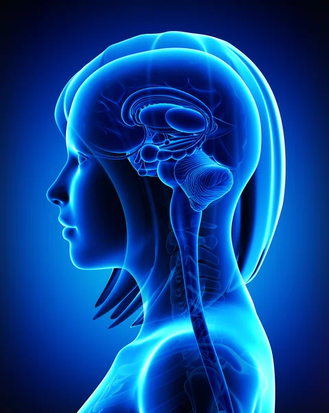 beyin anatomisi - kesit