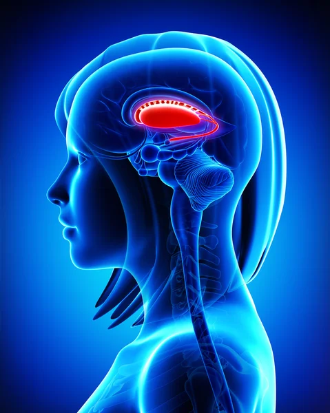 Anatomía del putamen cerebral y del núcleo caudado: sección transversal — Foto de Stock