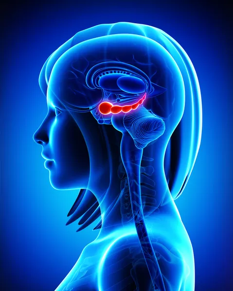 Anatomía del hipocampo cerebral femenino — Foto de Stock