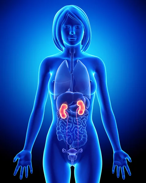 Anatomia nerek kobiece w pętli niebieski x-ray — Zdjęcie stockowe