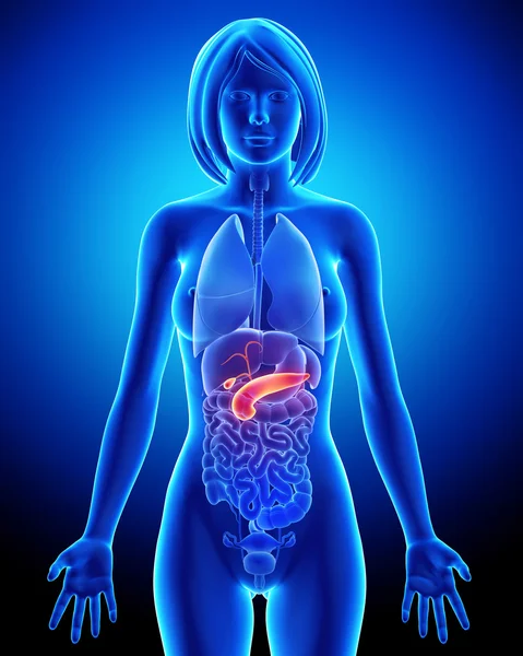 Vrouwelijke alvleesklier anatomie in blauwe x-ray — Stockfoto