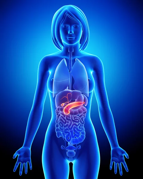 Anatomie ženské slinivky v modré x-ray — Stock fotografie