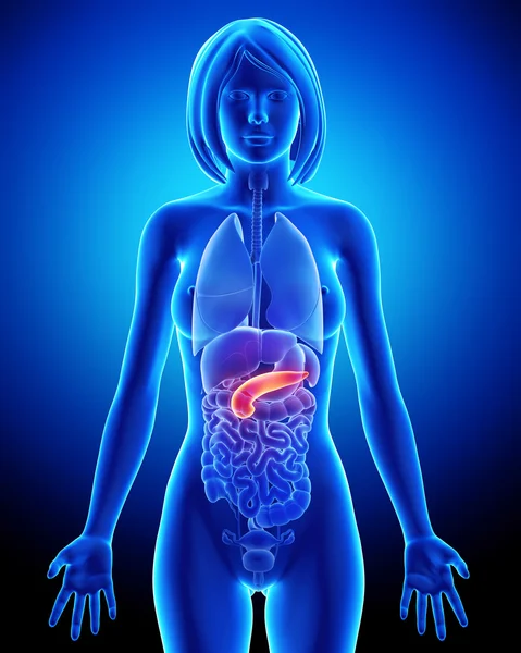 Anatomia kobiety trzustki w x-ray niebieski — Zdjęcie stockowe